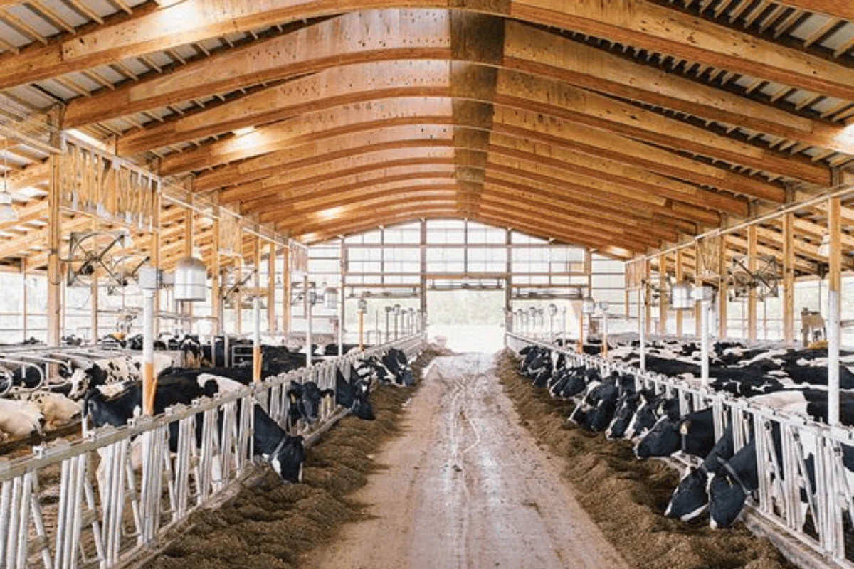 Dairy Consultancy 1